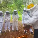 Abejas de Santiago del Estero: miel de calidad y retos climáticos