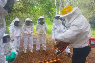 Abejas de Santiago del Estero: miel de calidad y retos climáticos