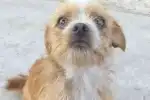 ¡Alerta en Barrio Alto Comedero! Perdido el perro Skay y la comunidad busca su regreso