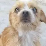 ¡Alerta en Barrio Alto Comedero! Perdido el perro Skay y la comunidad busca su regreso