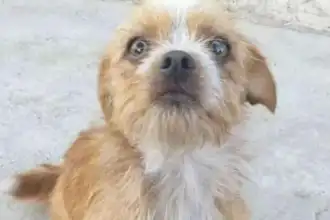 ¡Alerta en Barrio Alto Comedero! Perdido el perro Skay y la comunidad busca su regreso