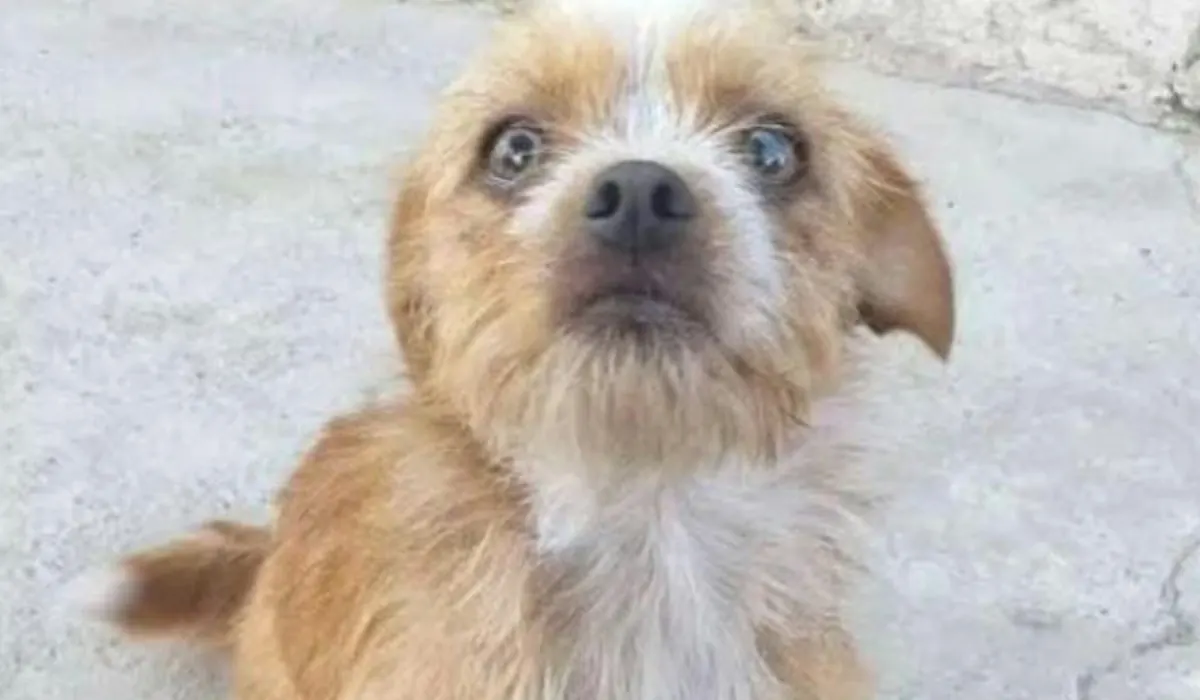 ¡Alerta en Barrio Alto Comedero! Perdido el perro Skay y la comunidad busca su regreso