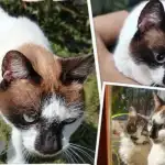¡Alerta en Los Perales! Se pierde la querida gata Blanca