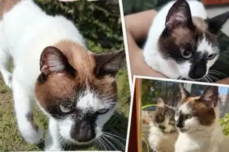 ¡Alerta en Los Perales! Se pierde la querida gata Blanca