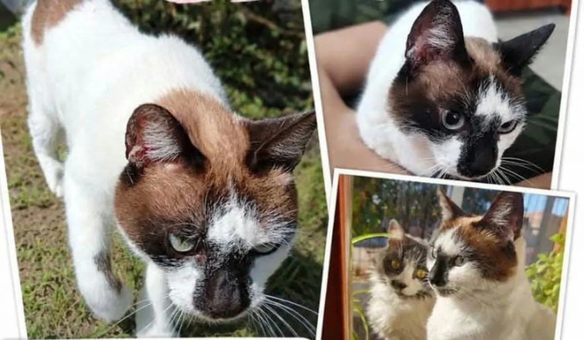¡Alerta en Los Perales! Se pierde la querida gata Blanca