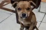 Alto Comedero: Una cachorra abandonada clama por amor y vacunas