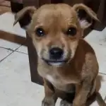 Alto Comedero: Una cachorra abandonada clama por amor y vacunas