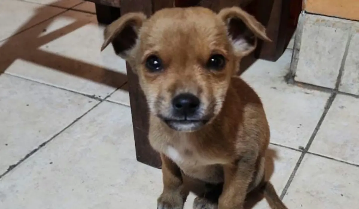 Alto Comedero: Una cachorra abandonada clama por amor y vacunas