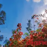 ¡Clima de Santiago del Estero este martes: sin lluvia y temperaturas agradables!