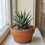 Descubre la Planta Cebra: Suculenta de Hojas Rayadas que Revoluciona la Decoración Interior