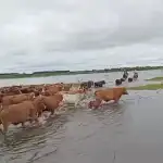 El Niño muestra disparidad regional: Litoral golpeado, centro aún protegido