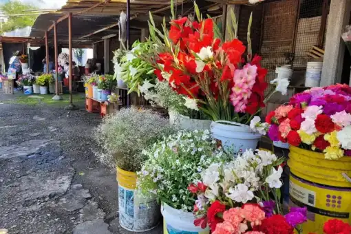 Flores y sol: floristas de Jujuy esperan una venta record en el Día de los Fieles Difuntos