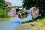 Inundaciones desplazan fauna: guía para proteger a los animales sin ponerlos en riesgo