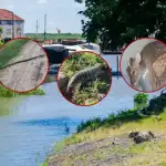 Inundaciones desplazan fauna: guía para proteger a los animales sin ponerlos en riesgo