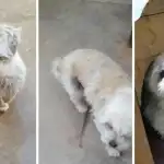 Lizy, la perra de La Quiaca, busca un hogar amoroso