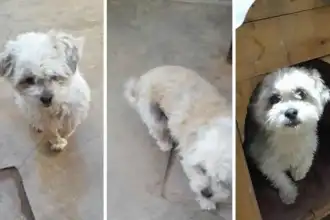Lizy, la perra de La Quiaca, busca un hogar amoroso