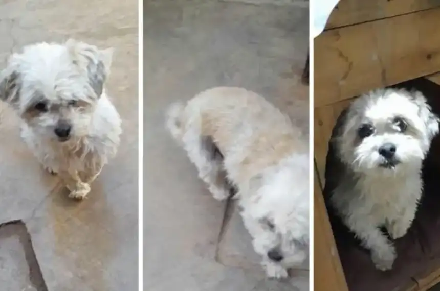 Lizy, la perra de La Quiaca, busca un hogar amoroso