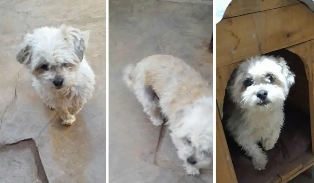 Lizy, la perra de La Quiaca, busca un hogar amoroso
