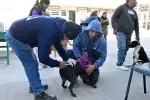 ¡Mascotas en la calle! El quirófano móvil recorre Jujuy con servicios gratuitos