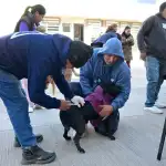 ¡Mascotas en la calle! El quirófano móvil recorre Jujuy con servicios gratuitos