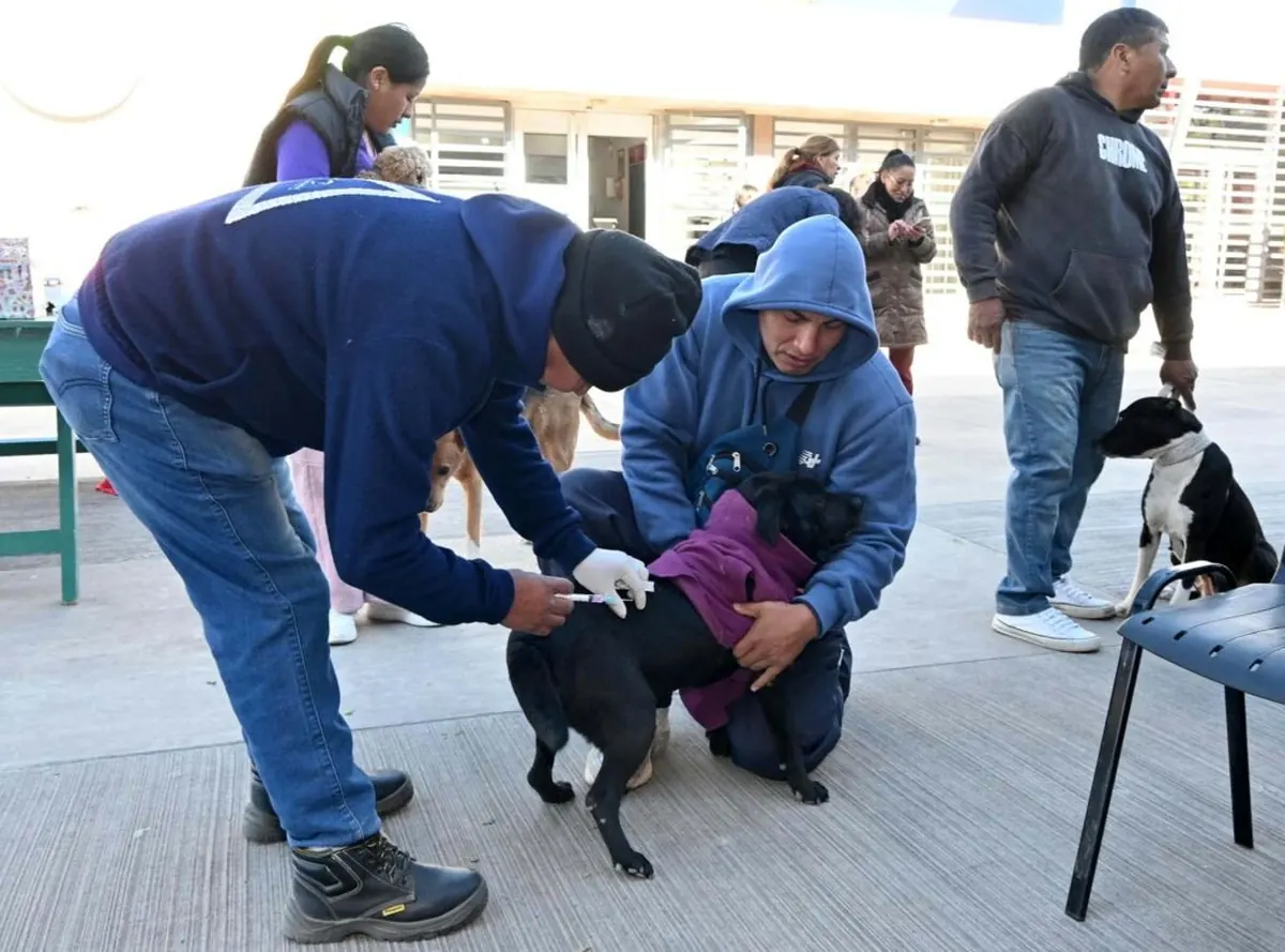 ¡Mascotas en la calle! El quirófano móvil recorre Jujuy con servicios gratuitos