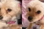 Perra Yorkie desaparecida en Palpalá: la comunidad busca a Ruby