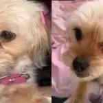 Perra Yorkie desaparecida en Palpalá: la comunidad busca a Ruby
