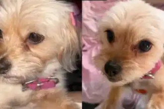 Perra Yorkie desaparecida en Palpalá: la comunidad busca a Ruby