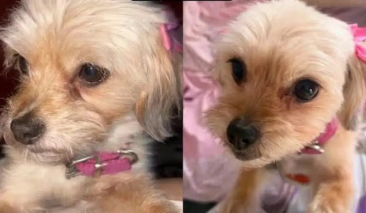 Perra Yorkie desaparecida en Palpalá: la comunidad busca a Ruby