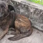 Perro perdido en Avenida 19 de Abril: vecinos piden ayuda urgente