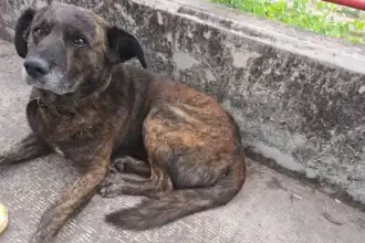 Perro perdido en Avenida 19 de Abril: vecinos piden ayuda urgente