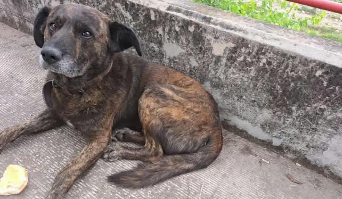 Perro perdido en Avenida 19 de Abril: vecinos piden ayuda urgente