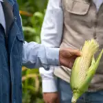 Precios caídos y futuro electoral: los productores argentinos fríen el acelerador de la venta de granos