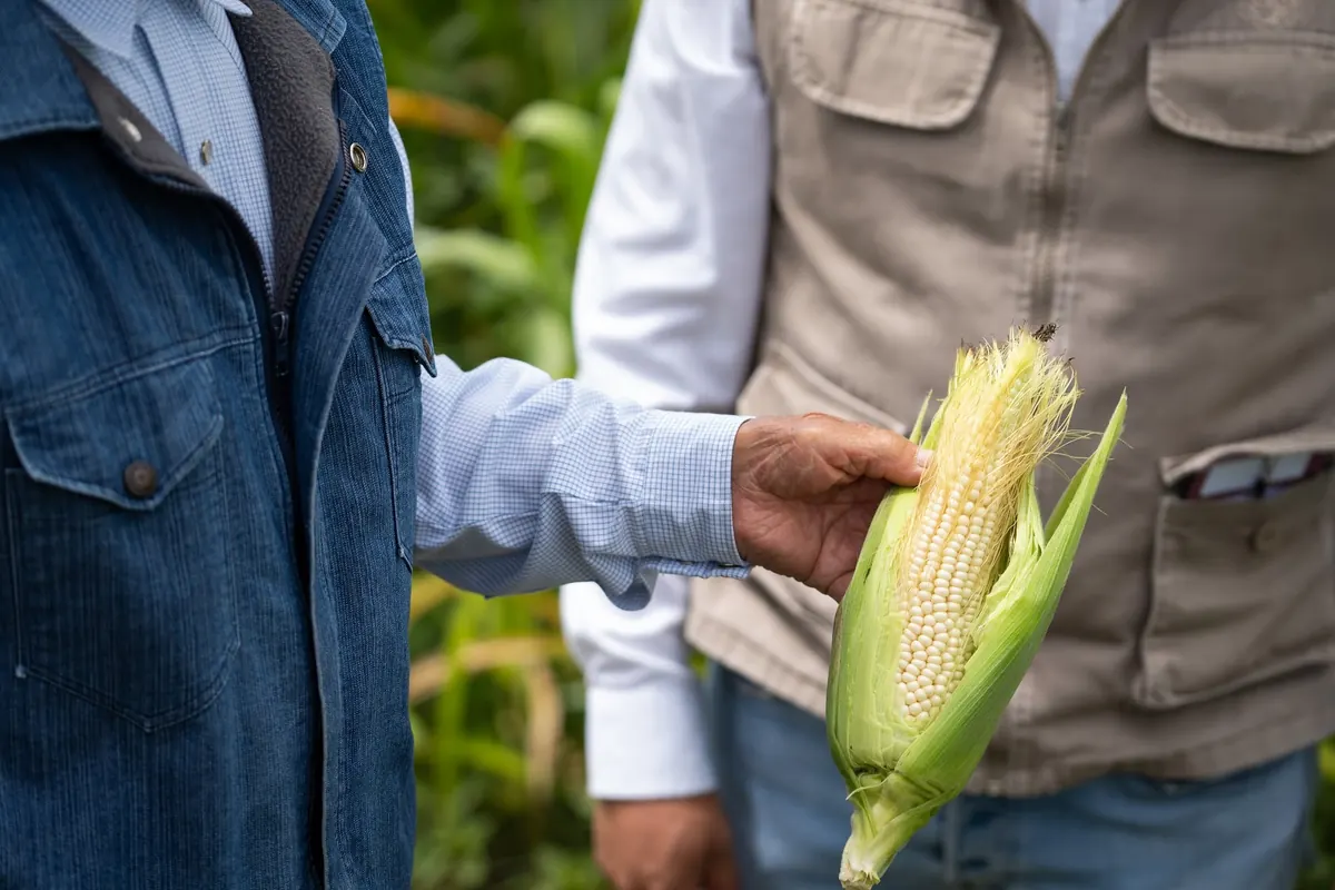 Precios caídos y futuro electoral: los productores argentinos fríen el acelerador de la venta de granos
