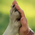 Proteccionistas de Termas exigen nuevas ordenanzas para el bienestar animal y la salud pública
