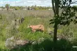 Puma en Puerto Vilelas: la fauna se desplaza por las inundaciones del Chaco