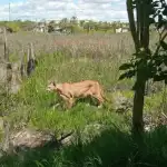 Puma en Puerto Vilelas: la fauna se desplaza por las inundaciones del Chaco