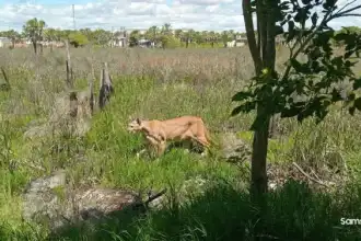 Puma en Puerto Vilelas: la fauna se desplaza por las inundaciones del Chaco