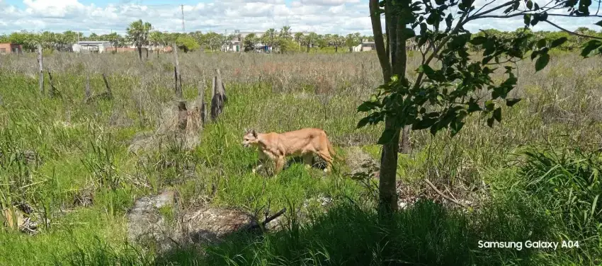 Puma en Puerto Vilelas: la fauna se desplaza por las inundaciones del Chaco