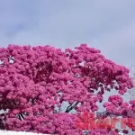 ¡Sábado soleado en Santiago del Estero! Temperaturas cómodas y sin lluvia