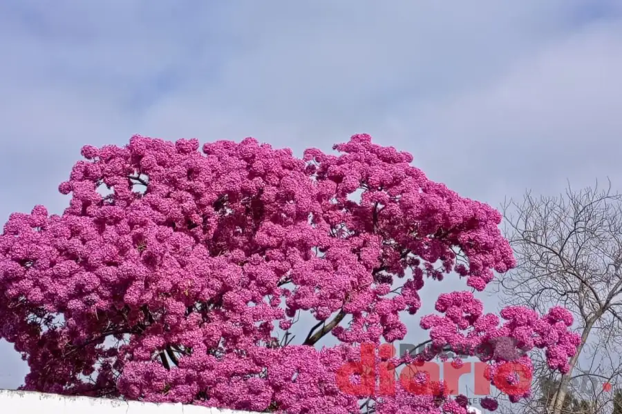 ¡Sábado soleado en Santiago del Estero! Temperaturas cómodas y sin lluvia
