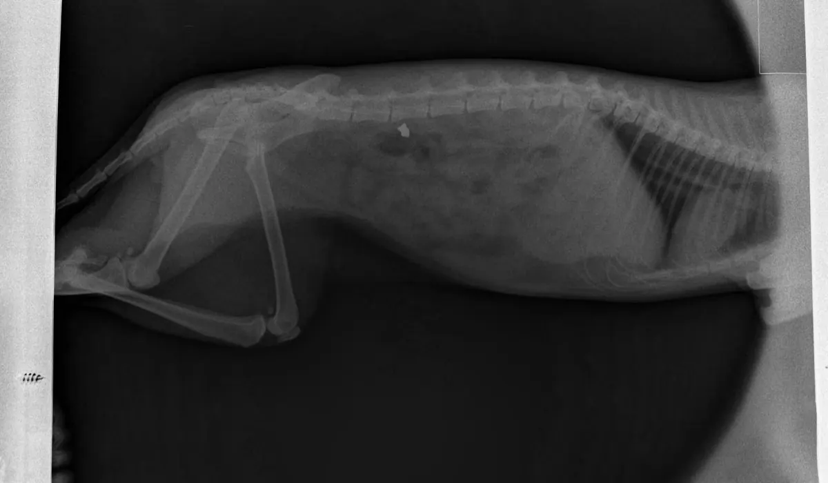 Tirolesa de aire en Perico: cuatro gatos baleados en el barrio 7 de Noviembre