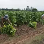 Trabajadores rurales protestan: sueldos de $28.000 al día y 90% en informalidad