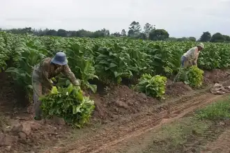 Trabajadores rurales protestan: sueldos de $28.000 al día y 90% en informalidad