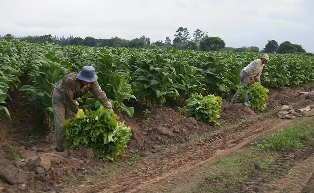 Trabajadores rurales protestan: sueldos de $28.000 al día y 90% en informalidad