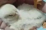 Un pollito de tres patas sorprende a la familia de La Banda