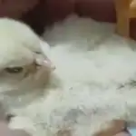 Un pollito de tres patas sorprende a la familia de La Banda