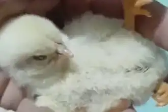 Un pollito de tres patas sorprende a la familia de La Banda