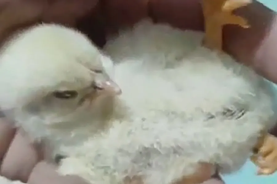 Un pollito de tres patas sorprende a la familia de La Banda