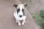 ¡Urgente! Buscan a la familia del perro rescatado en Palpalá